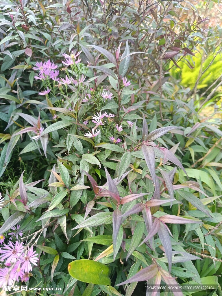 绿叶紫花的繁茂植物景观