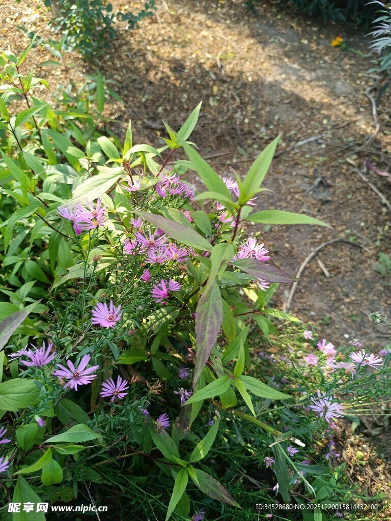 绿叶间的紫色小花绽放