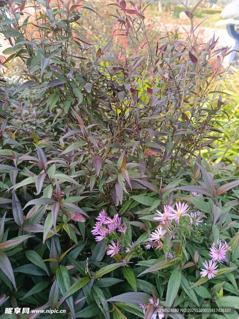 紫叶丛中的娇艳小花