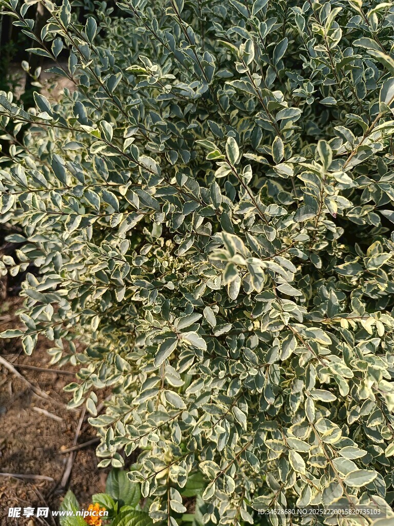 绿叶繁茂的植物景观