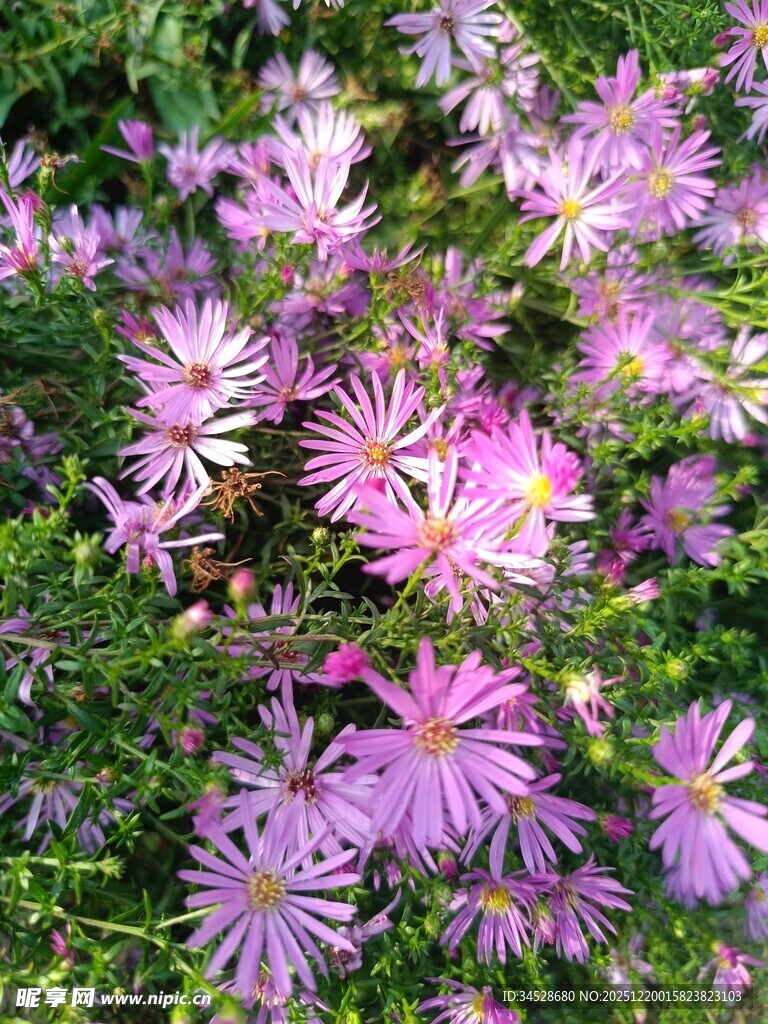 紫色小花绽放于绿叶间