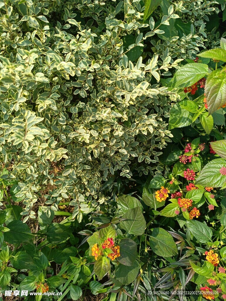 多彩植物花卉特写