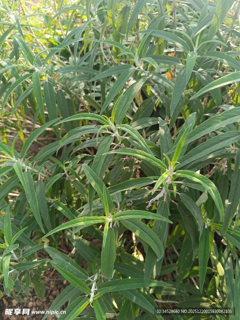 田间葱郁的绿色植物
