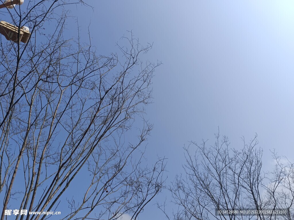 蓝天枯枝上的吊车