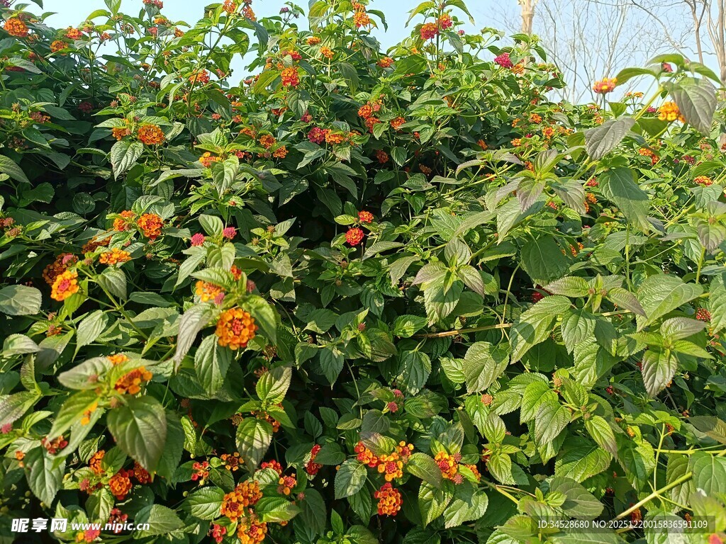 绿叶丛中鲜艳的红色果实