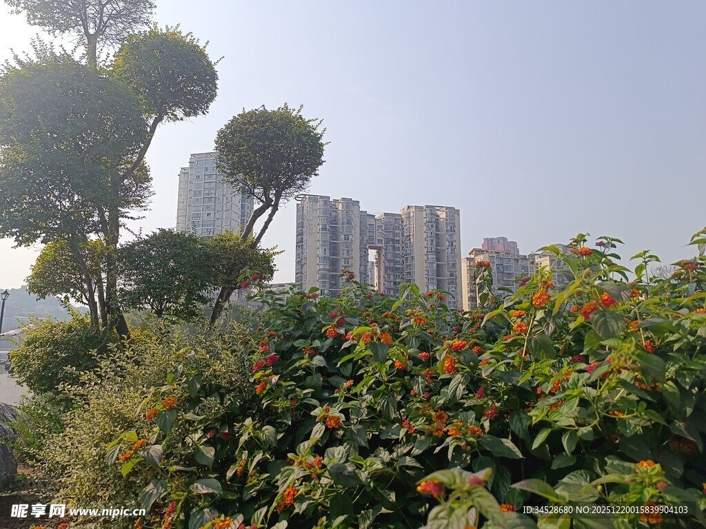 城市绿植景观