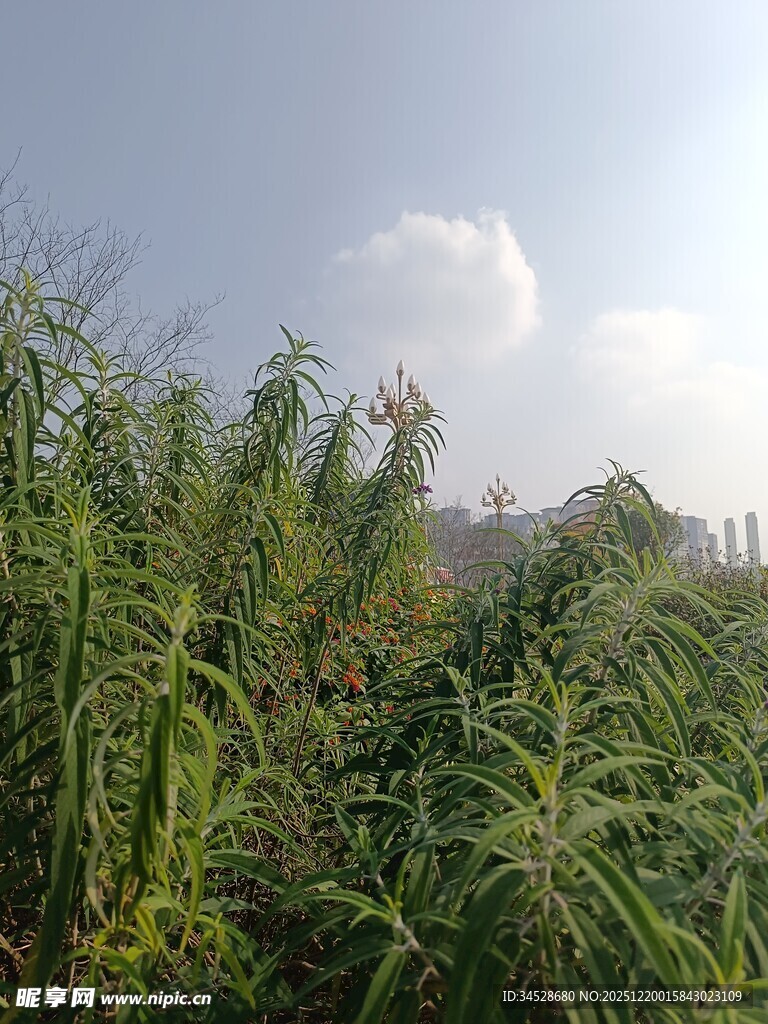 野外茂密的绿色植物景观