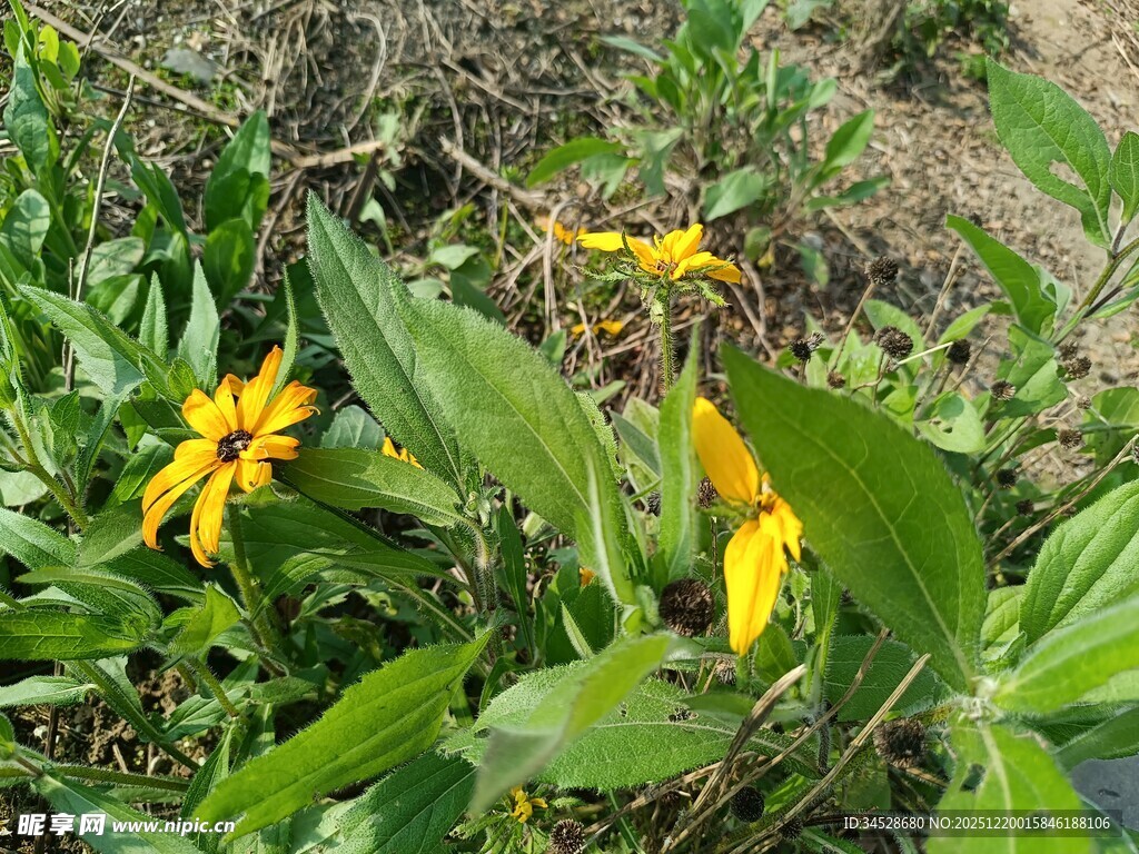 野外绽放的黄色小花