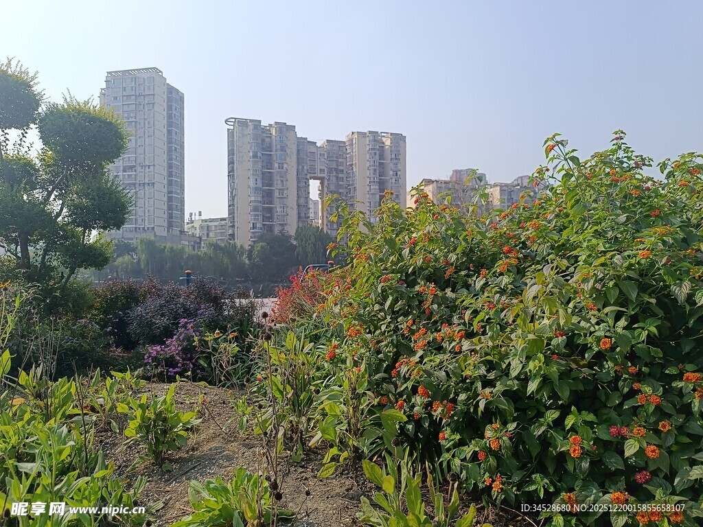 城市中的绿植景观