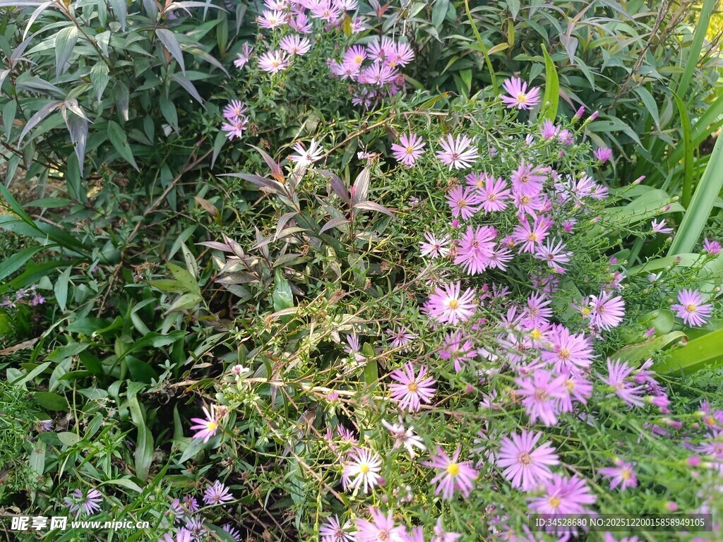 草丛中的粉色小花绽放