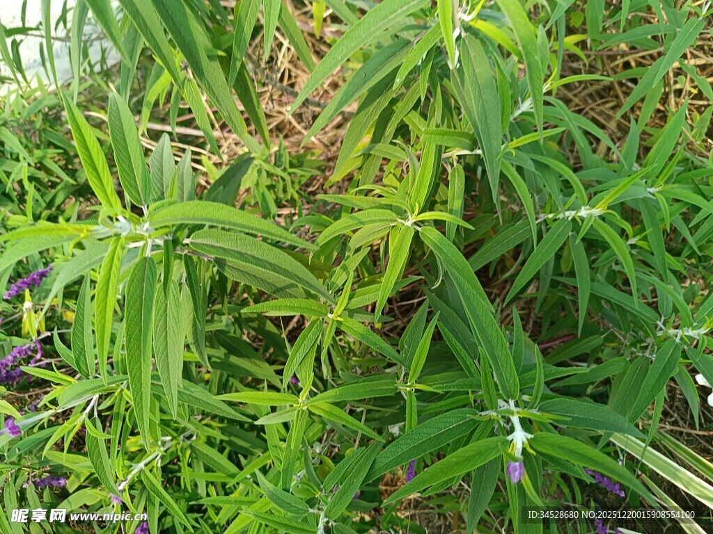 翠绿繁茂的野生植物