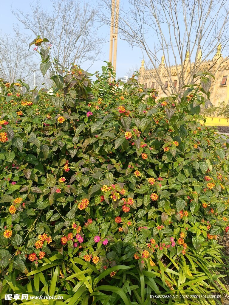 绿叶间的橙黄果实