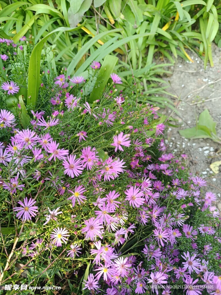 草丛中的紫色小花