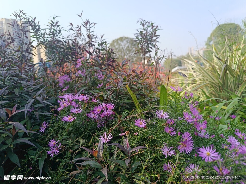 花园中绽放的紫色花卉