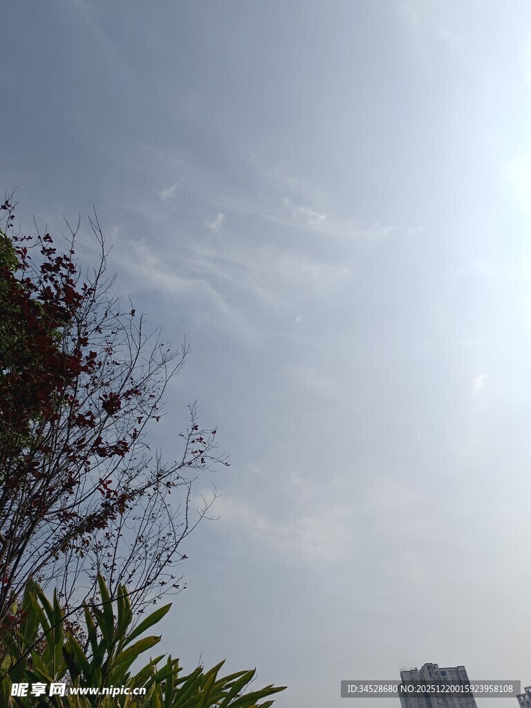 晴朗天空下的绿植与建筑