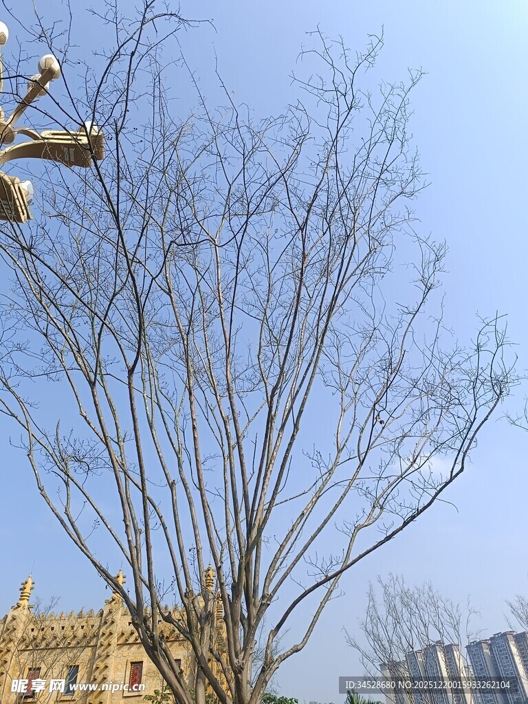 冬日光秃树木与远处建筑