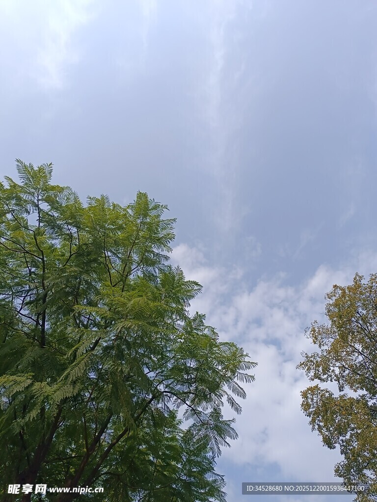 绿树蓝天的清新景致