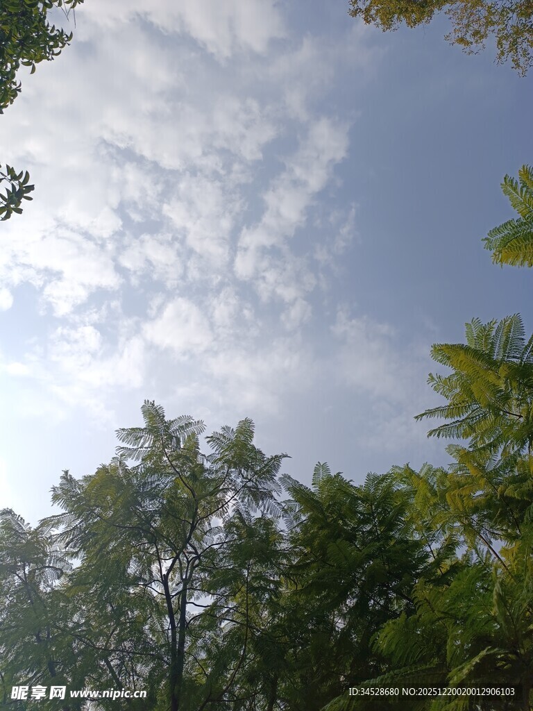 林间仰望蓝天与白云