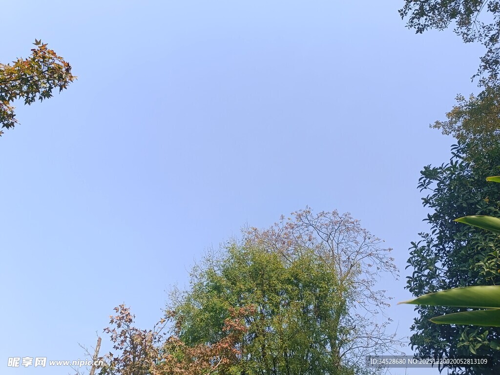 仰望蓝天与葱郁树木