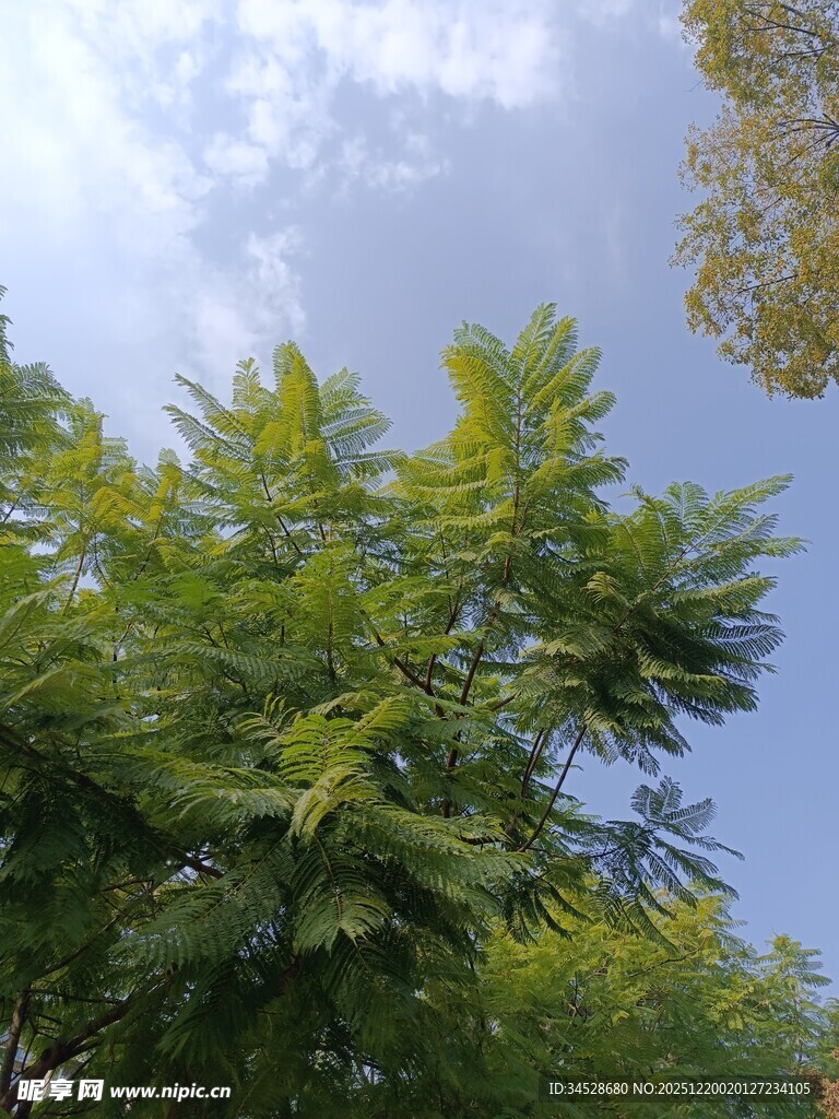 蓝天绿叶下的繁茂树木