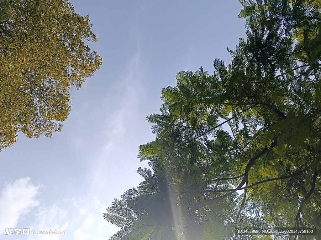 仰视葱郁树木与晴朗天空