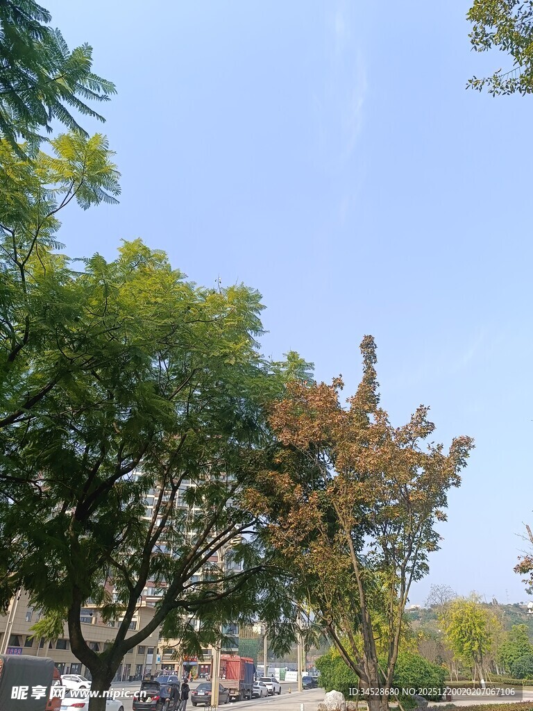 秋日街头绿树景观