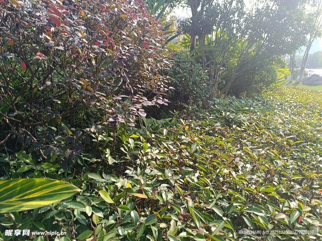 阳光下的繁茂绿植景观