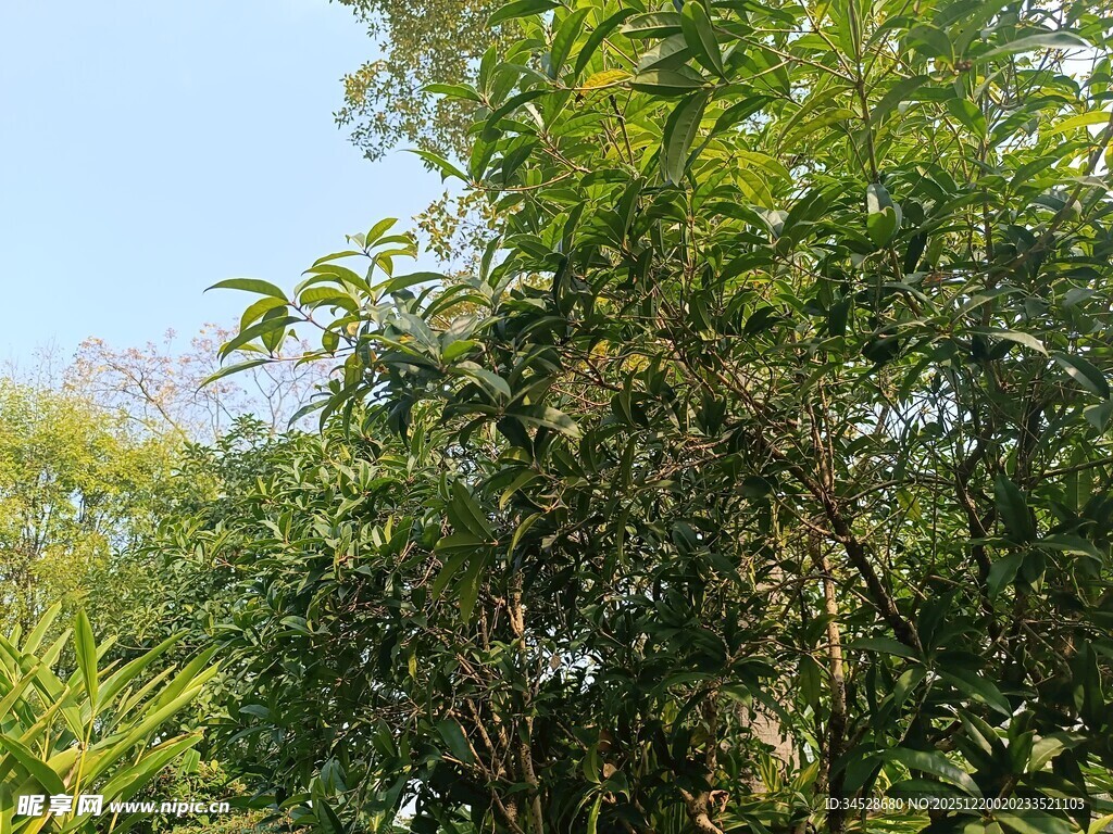 翠绿繁茂的竹林景致