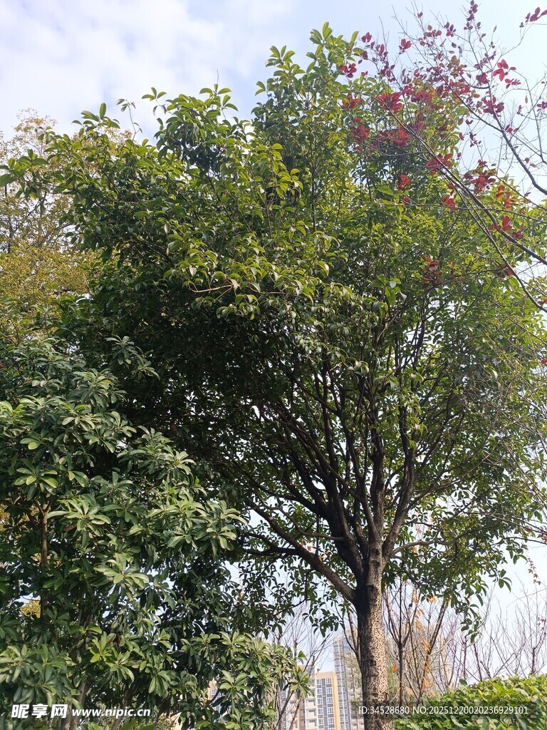 绿叶繁花的茂盛树木