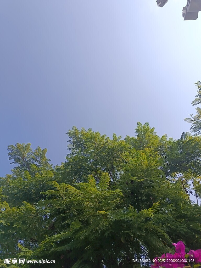 蓝天绿树间的缤纷景致