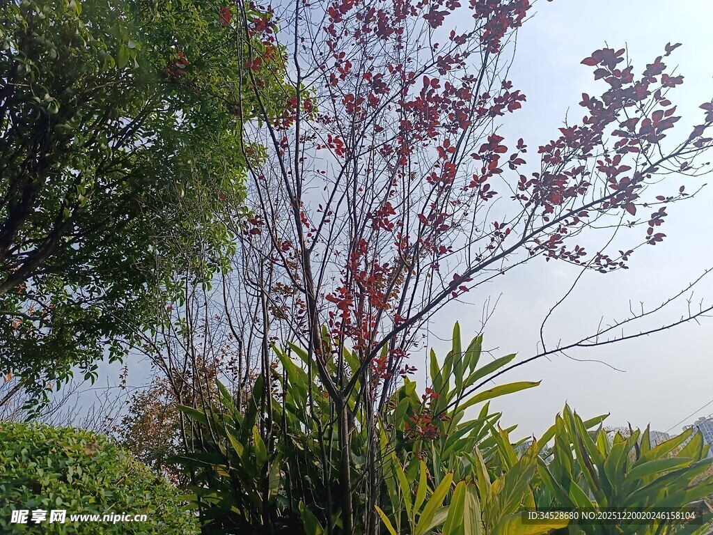 户外多彩植物景观