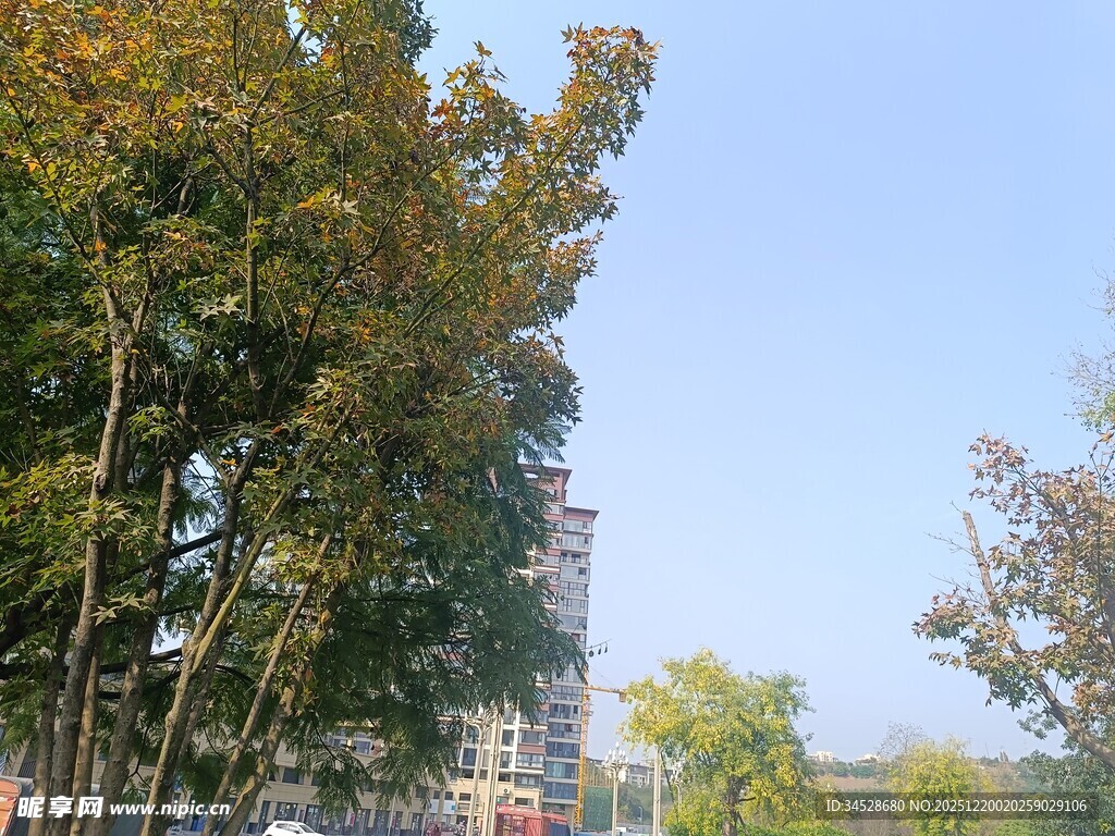 秋日林荫道风景