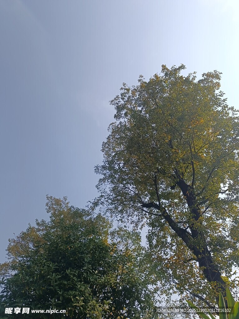 仰望蓝天旁的葱郁树木