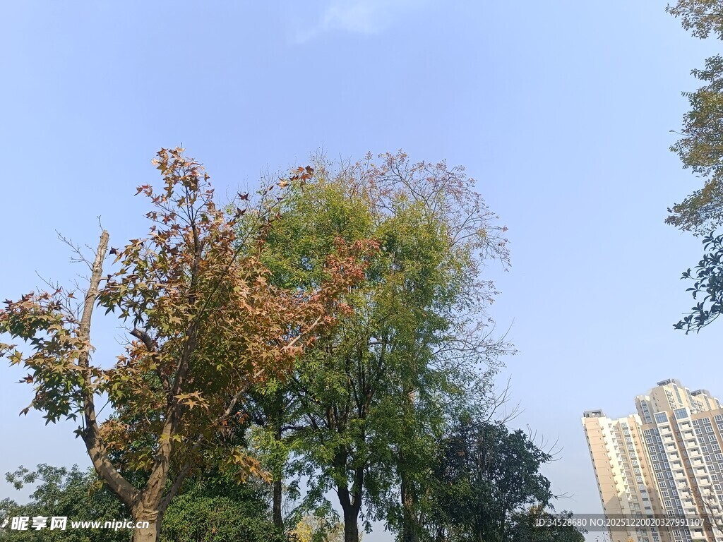 城市中葱郁树木与高楼