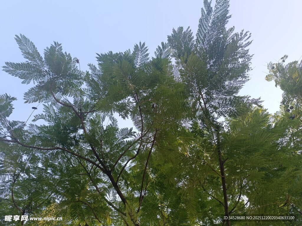 蓝天映衬下的葱郁树梢