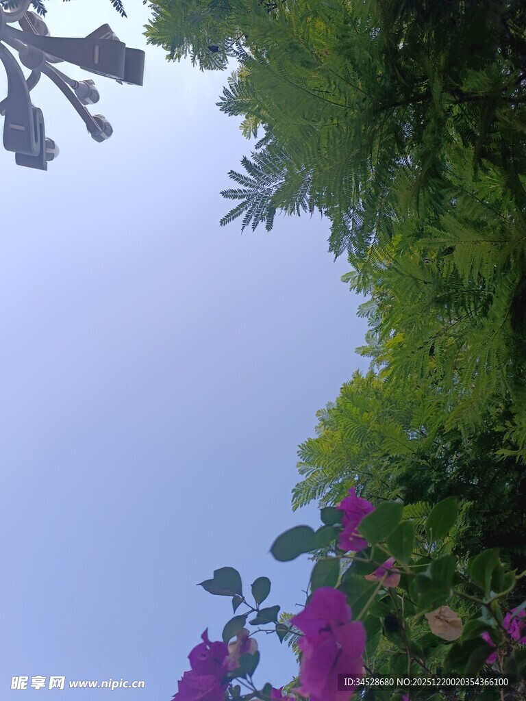 仰视繁花绿树蓝天美景