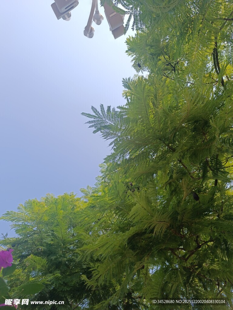 绿叶繁花间的清新景致