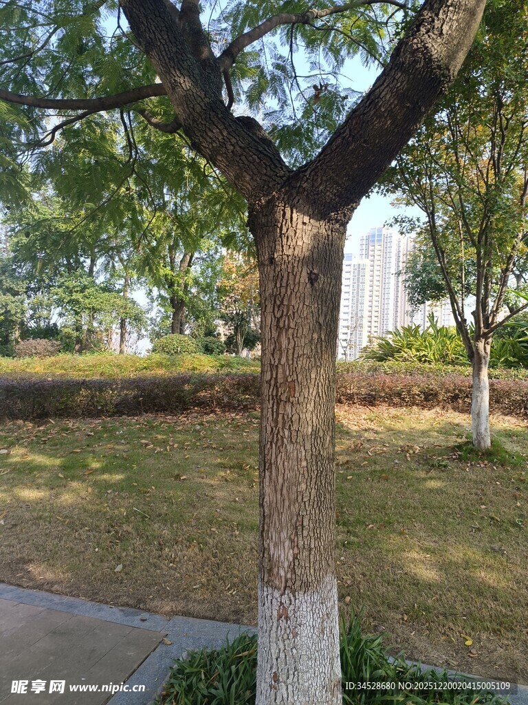 公园中树木与开阔草地景观