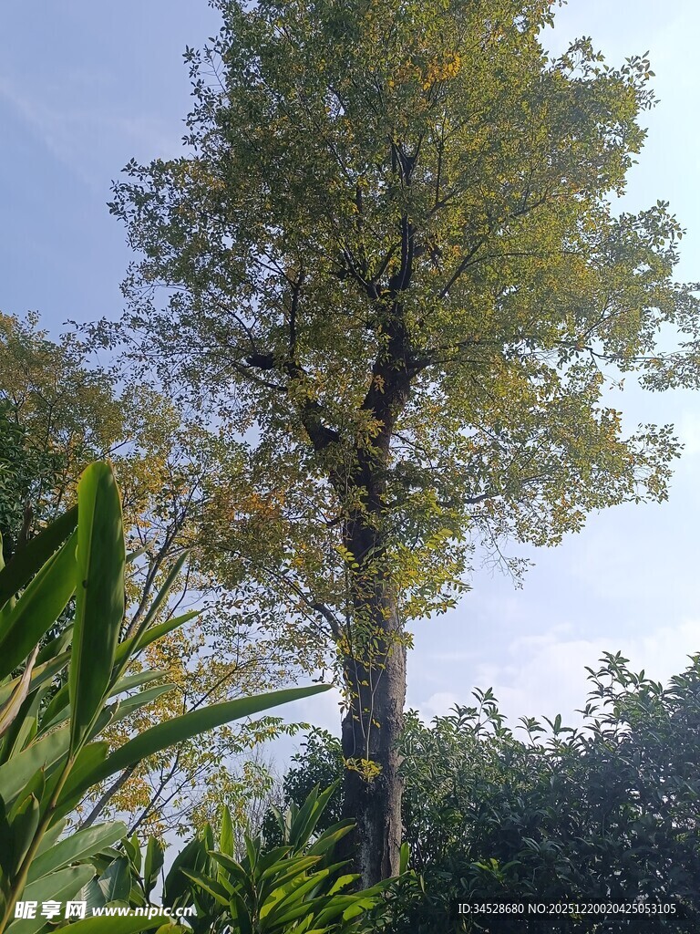 高大挺拔的绿树
