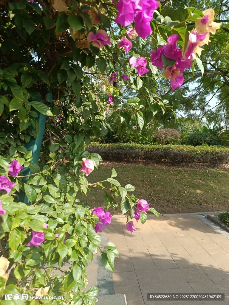 繁花簇拥的幽静小道