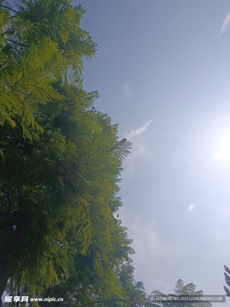 阳光下的葱郁竹林