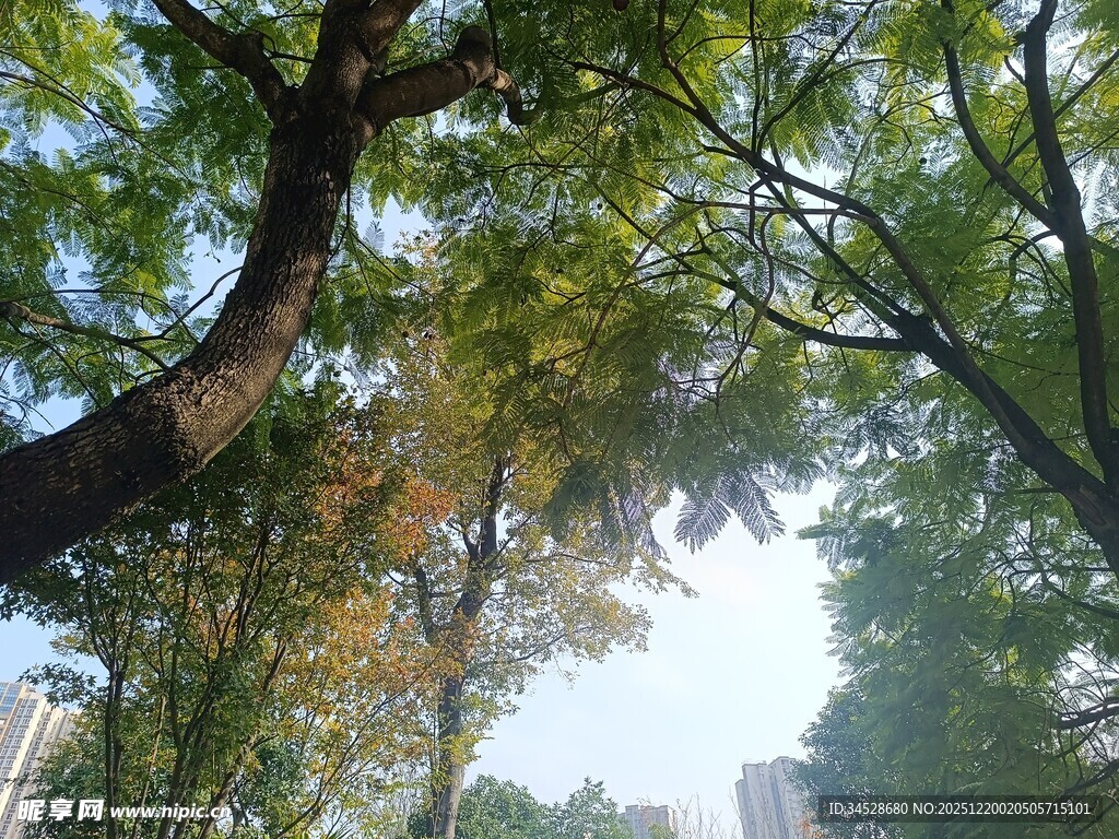 阳光下繁茂的绿树景观