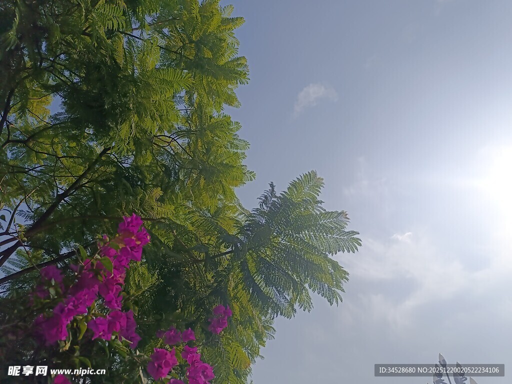 阳光下的繁花绿树