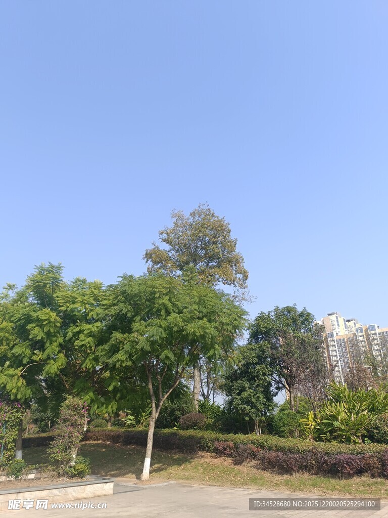 户外绿树蓝天景致