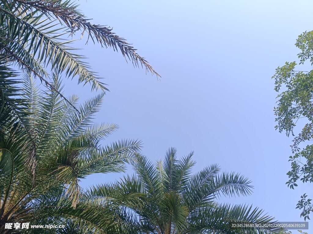 仰视下的棕榈树与蓝天