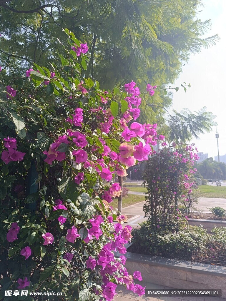 路边绽放的艳丽三角梅