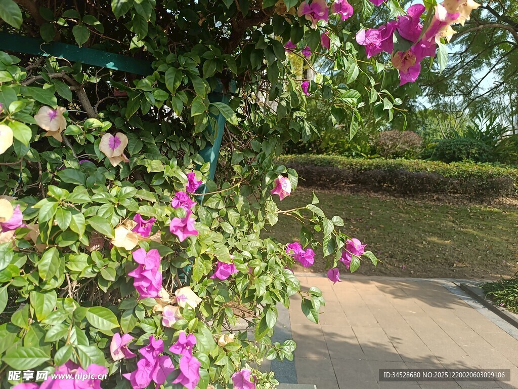 繁花簇拥的小径