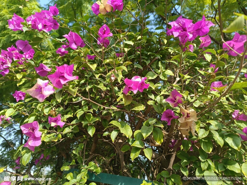 绽放的艳丽三角梅