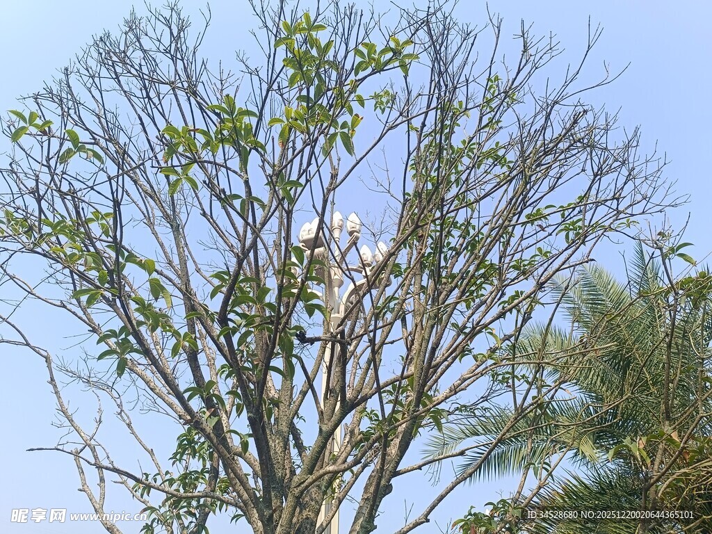 光秃树枝上的嫩绿新叶