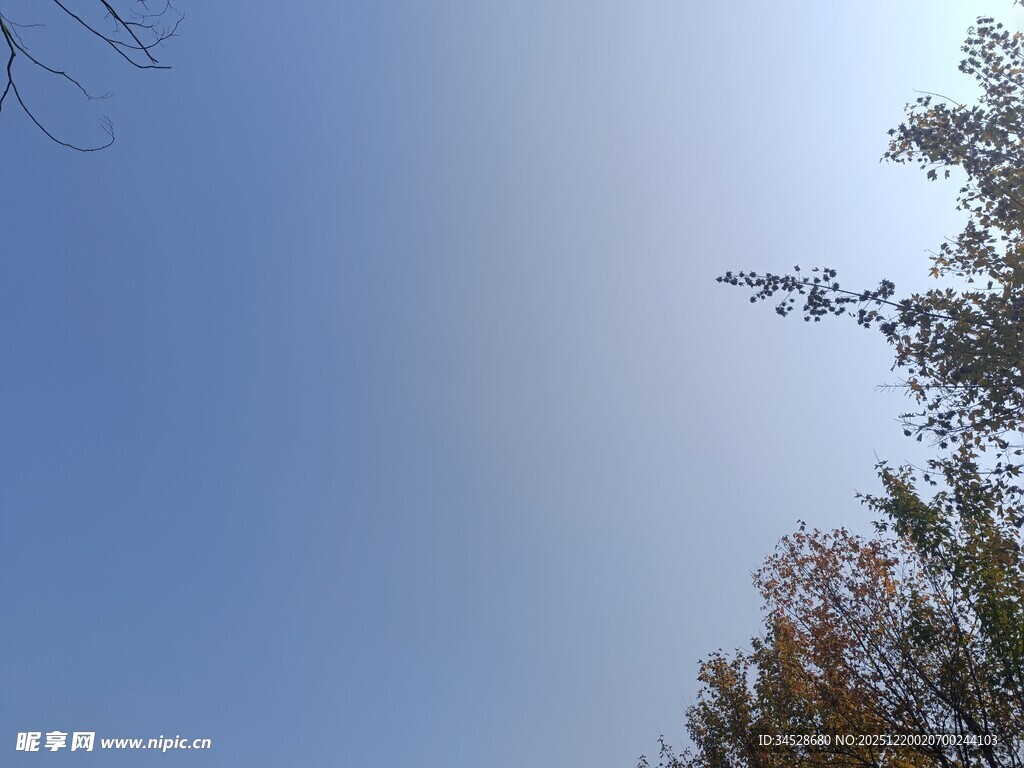 晴朗蓝天旁的树梢景色